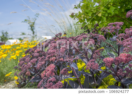 The season when Sedum Purple Emperor begins to bloom 106924277