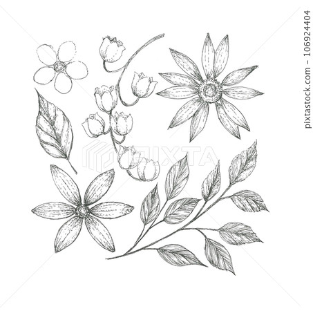 各種花葉的植物藝術 各種花葉的植物藝術 106924404