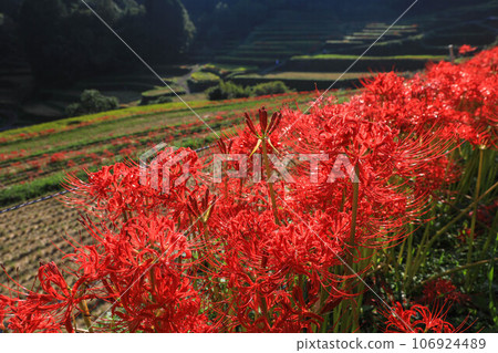 Terada and Higanohana Terada and Higanohana 106924489