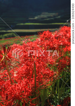 Terada和Higanohana Terada和Higanohana 106924490