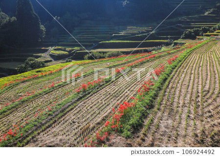 Terada and Higanohana Terada and Higanohana 106924492