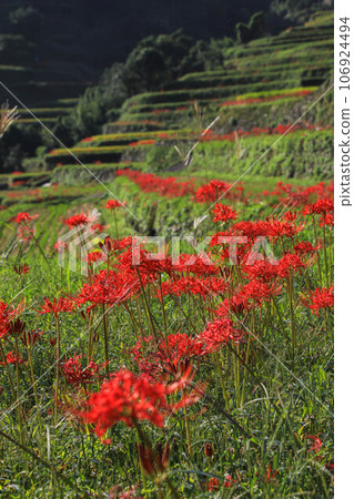 Terada and Higanohana Terada and Higanohana 106924494