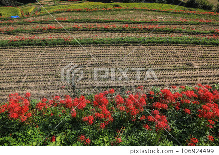 Terada and Higanohana Terada and Higanohana 106924499