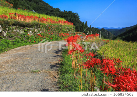 Terada和Higanohana Terada和Higanohana 106924502