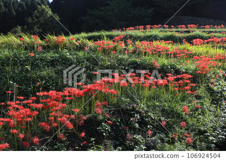 Terada and Higanohana 106924504