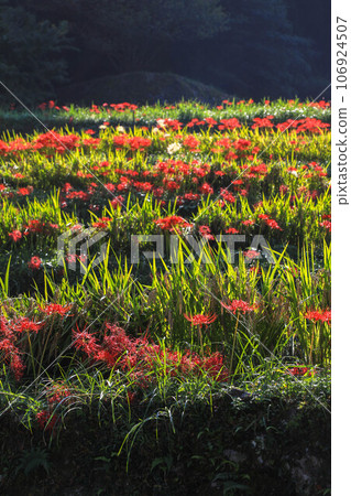 Terada and Higanohana Terada and Higanohana 106924507