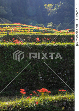 Terada and Higanohana 106924508