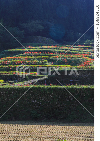 Terada and Higanohana Terada and Higanohana 106924510