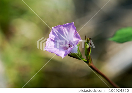 Mame Morning Glory (Mame Morning Glory) on the Yasuragi Embankment of the Shinano River Mame Morning Glory (Mame Morning Glory) on the Yasuragi Embankment of the Shinano River 106924830