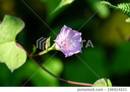 信濃川安堤堤上的馬梅牽牛花(Mame Morning Glory) 信濃川安堤堤上的馬梅牽牛花(Mame Morning Glory) 106924831
