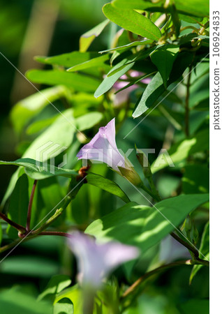 Mame Morning Glory (Mame Morning Glory) on the Yasuragi Embankment of the Shinano River 106924833
