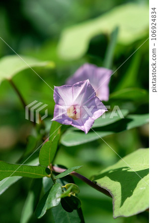 信濃川安堤堤上的馬梅牽牛花(Mame Morning Glory) 信濃川安堤堤上的馬梅牽牛花(Mame Morning Glory) 106924834