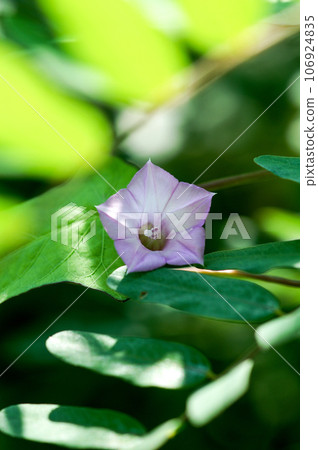 信濃川安堤堤上的馬梅牽牛花(Mame Morning Glory) 信濃川安堤堤上的馬梅牽牛花(Mame Morning Glory) 106924835