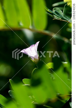 信濃川安堤堤上的馬梅牽牛花(Mame Morning Glory) 信濃川安堤堤上的馬梅牽牛花(Mame Morning Glory) 106924836