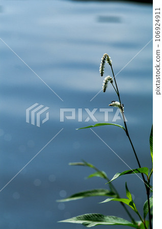 Oinuta de, a large dog on the Shinano River and Yasuragi Embankment 106924911