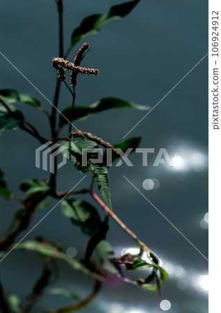 Oinuta de, a large dog on the Shinano River and Yasuragi Embankment 106924912