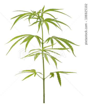 Cannabis or hemp plant isolated on white background. Cannabis or hemp plant isolated on white background. 106925102