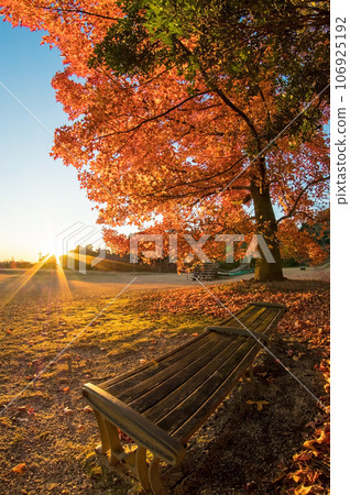 Late autumn morning "Mie Prefectural Forest/Gathering Plaza" Late autumn morning "Mie Prefectural Forest/Gathering Plaza" 106925192