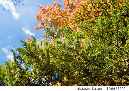 Autumn "fir tree" Autumn "fir tree" 106925231