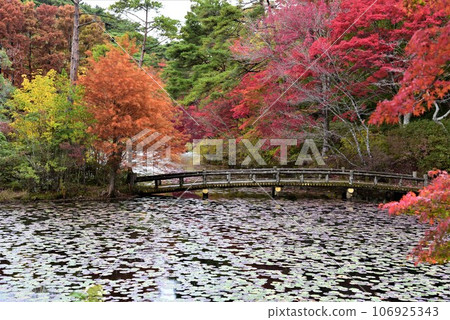 神戶森林植物園秋景 神戶森林植物園秋景 106925343
