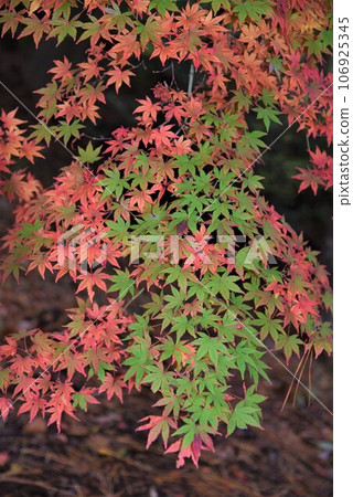 Autumn scenery of Kobe Forest Botanical Garden 106925345