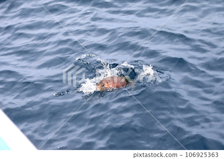 sea fishing image 106925363