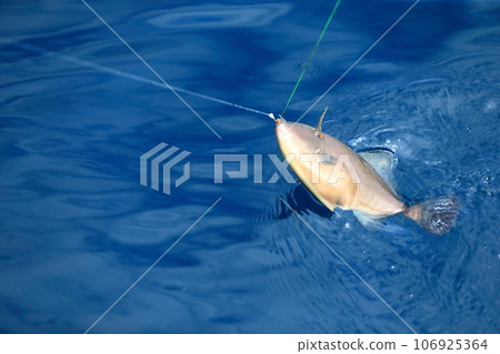 sea fishing image 106925364