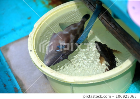 sea fishing image 106925365