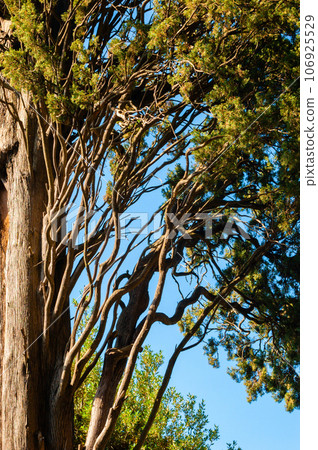 Occidentalis pine on blue sky background, juniperus Occidentalis pine on blue sky background, juniperus 106925529
