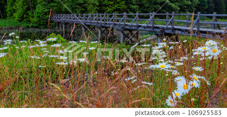 Flowers and Wooden trail by the lake in Canadian Nature. 106925583