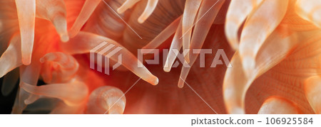 Macro Picture of Orange Plumose Anemone in Pacific Northwest Ocean. Macro Picture of Orange Plumose Anemone in Pacific Northwest Ocean. 106925584