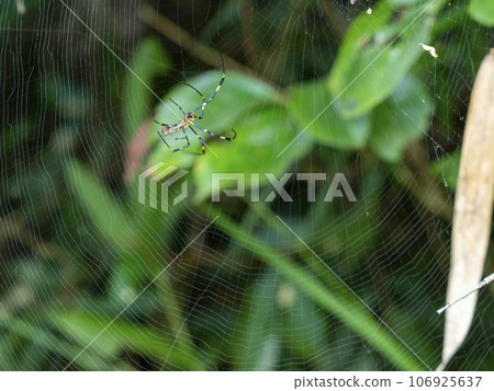 一隻築巢的蜘蛛 106925637