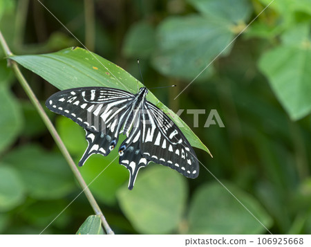 Swallowtail butterfly perching on a leaf 106925668