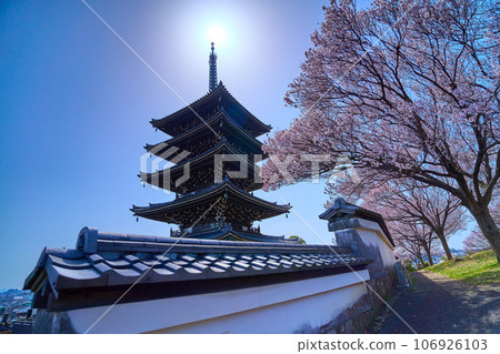 神奈川縣川崎市淺尾區光林寺的五層塔和櫻花春天 106926103