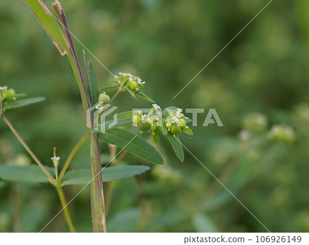 西方花盛開小花 西方花盛開小花 106926149