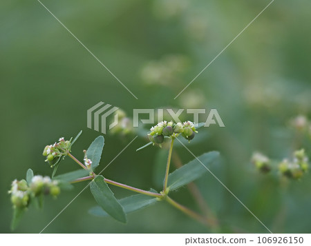 西方花盛開小花 西方花盛開小花 106926150