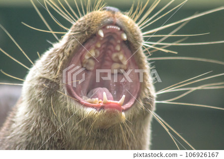 small-clawed otter, open mouth, showing fangs, used to eat food small-clawed otter, open mouth, showing fangs, used to eat food 106926167