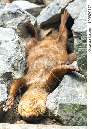 small-clawed otter a mammal Live in water like to live in herds for food. small-clawed otter a mammal Live in water like to live in herds for food. 106926173