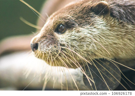 small-clawed otter a mammal Live in water like to live in herds for food. 106926178