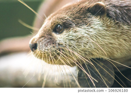 small-clawed otter a mammal Live in water like to live in herds for food. small-clawed otter a mammal Live in water like to live in herds for food. 106926180