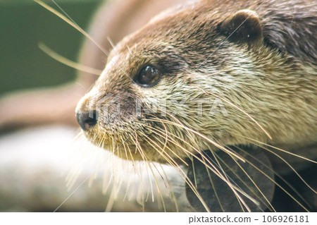 small-clawed otter a mammal Live in water like to live in herds for food. small-clawed otter a mammal Live in water like to live in herds for food. 106926181