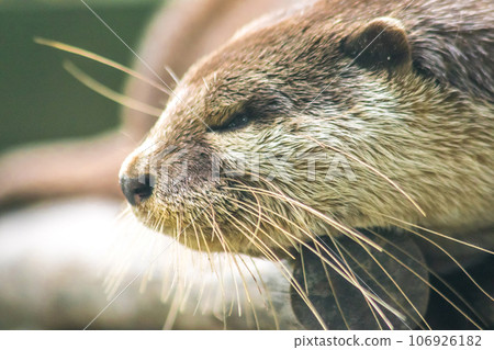 small-clawed otter a mammal Live in water like to live in herds for food. small-clawed otter a mammal Live in water like to live in herds for food. 106926182