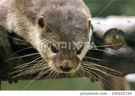 small-clawed otter a mammal Live in water like to live in herds for food. small-clawed otter a mammal Live in water like to live in herds for food. 106926184