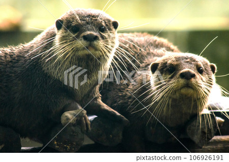 small-clawed otter a mammal Live in water like to live in herds for food. 106926191