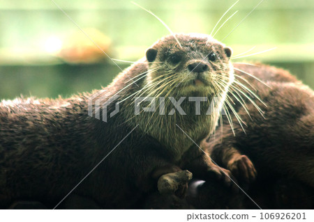 small-clawed otter a mammal Live in water like to live in herds for food. small-clawed otter a mammal Live in water like to live in herds for food. 106926201