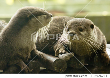 small-clawed otter a mammal Live in water like to live in herds for food. 106926211