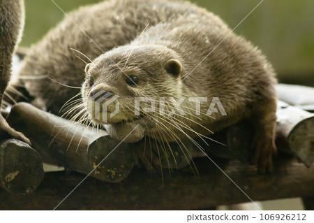 small-clawed otter a mammal Live in water like to live in herds for food. small-clawed otter a mammal Live in water like to live in herds for food. 106926212