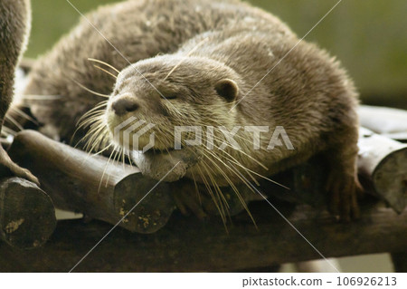small-clawed otter a mammal Live in water like to live in herds for food. small-clawed otter a mammal Live in water like to live in herds for food. 106926213