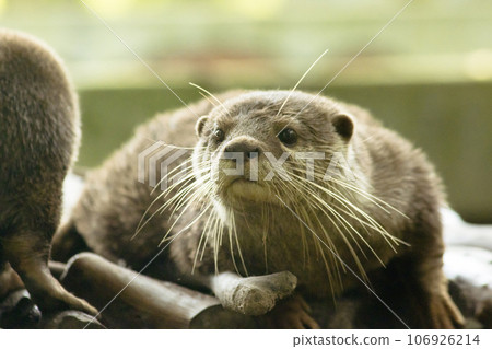 small-clawed otter a mammal Live in water like to live in herds for food. 106926214