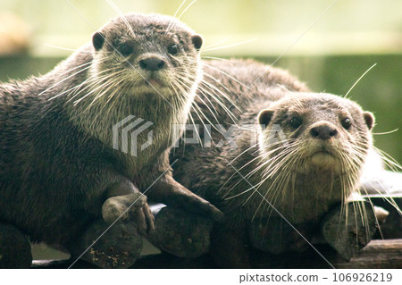 small-clawed otter a mammal Live in water like to live in herds for food. 106926219